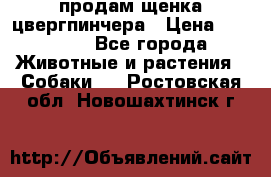 продам щенка цвергпинчера › Цена ­ 15 000 - Все города Животные и растения » Собаки   . Ростовская обл.,Новошахтинск г.